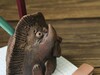 Афиша Глазова — Экскурсии «Чепецкая глина: вчера, сегодня, завтра»