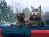 Афиша Глазова — Кот и пёс